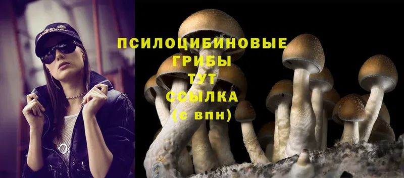 Галлюциногенные грибы Cubensis  наркошоп  Новочебоксарск 